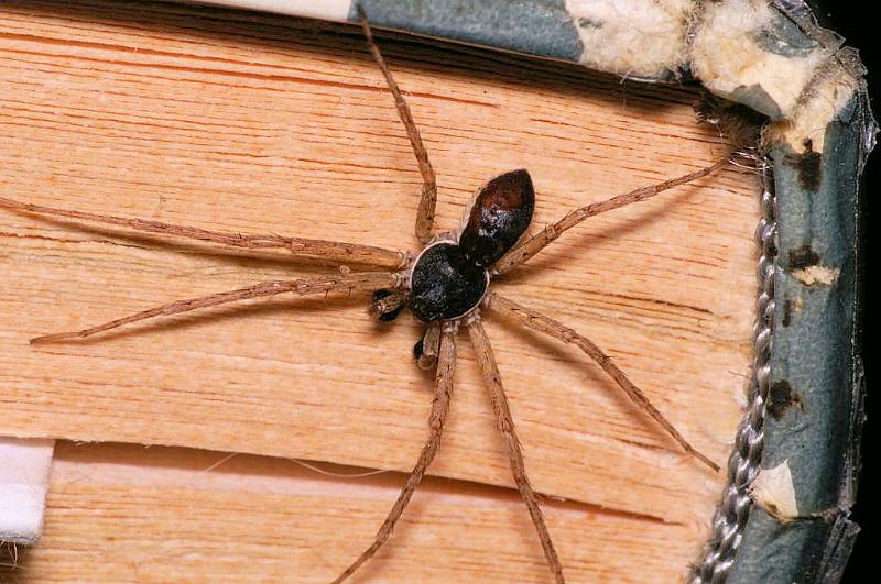 Philodromus_dispar_D5764_Z_90_Badhoevedorp_Nederland.jpg