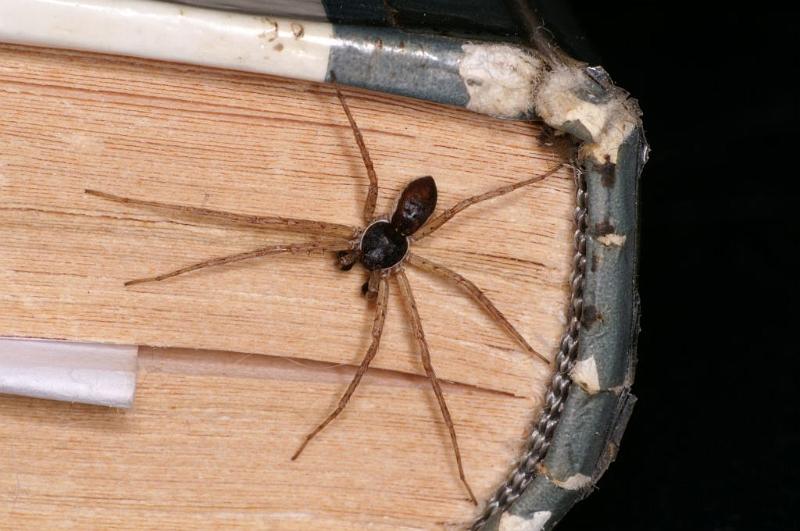Philodromus_dispar_D5765_Z_90_Badhoevedorp_Nederland.jpg