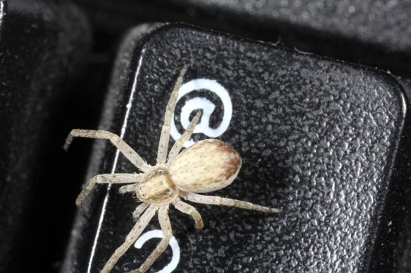 Philodromus_dispar_D7574_Z_85_Badhoevedorp_Nederland.jpg