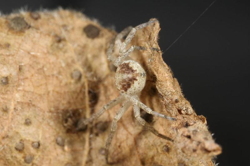 Philodromus_dispar_D7576_Z_88_Badhoevedorp_Nederland.jpg