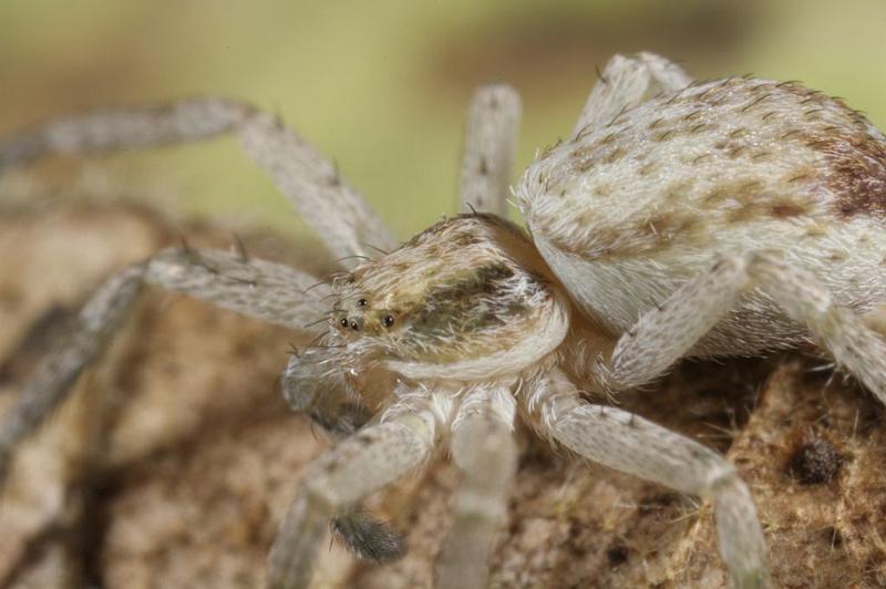 Philodromus_dispar_D7578_Z_88_Badhoevedorp_Nederland.jpg
