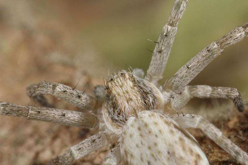 Philodromus_dispar_D7579_Z_89_Badhoevedorp_Nederland.jpg
