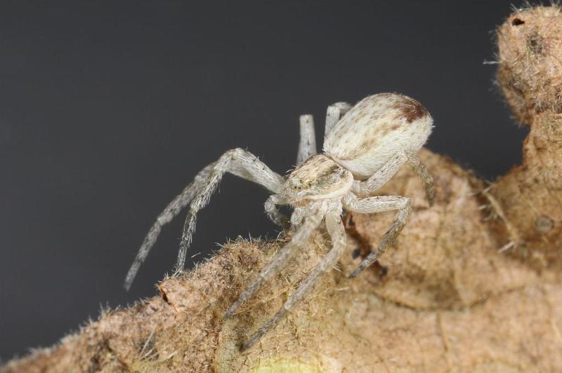 Philodromus_dispar_D7582_Z_91_Badhoevedorp_Nederland.jpg