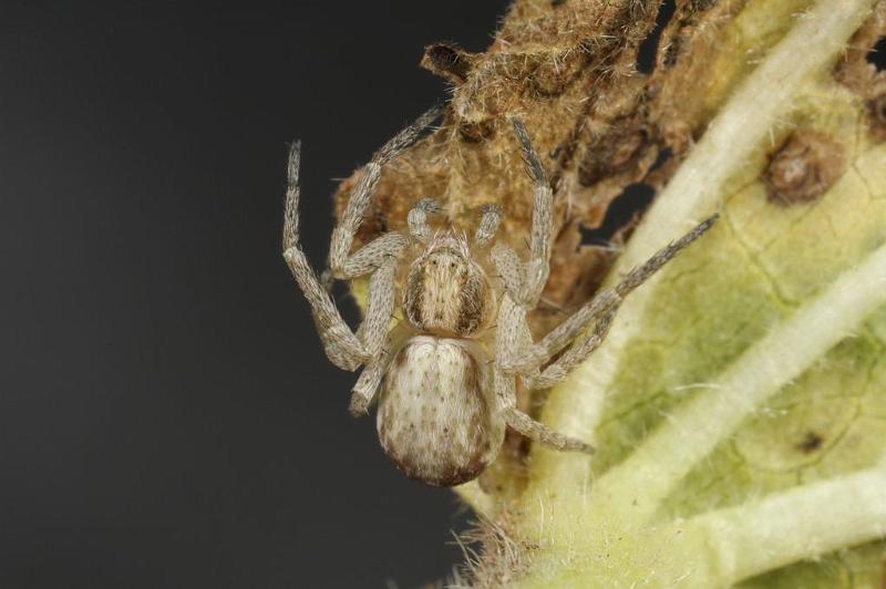 Philodromus_dispar_D7583_Z_89_Badhoevedorp_Nederland.jpg