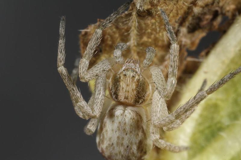 Philodromus_dispar_D7584_Z_88_Badhoevedorp_Nederland.jpg