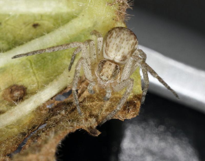Philodromus_dispar_D7585_Z_90_Badhoevedorp_Nederland.jpg