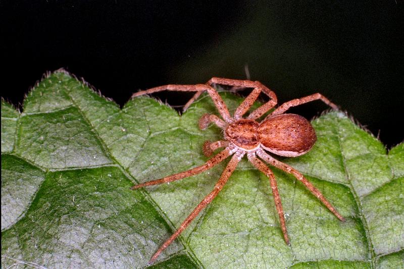 Philodromus_dispar_F0126_O_90_Badhoevedorp_Nederland.jpg