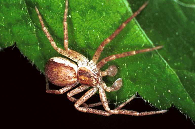 Philodromus_dispar_F0128_Z_80_Badhoevedorp_Nederland.jpg
