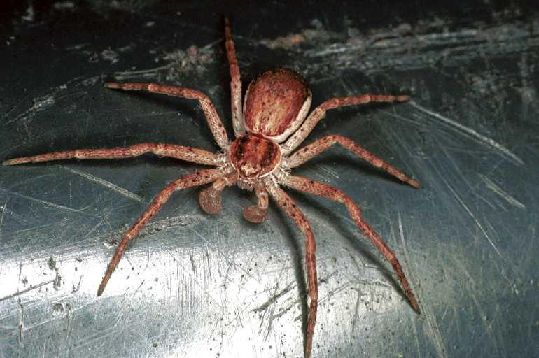 Philodromus_dispar_F0161_O_90_Badhoevedorp_Nederland.jpg