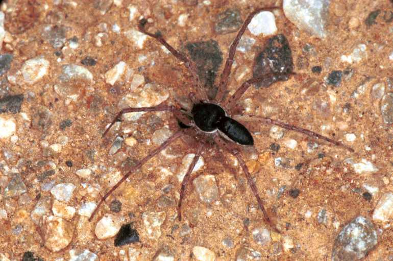 Philodromus_dispar_F1143_Z_86_Vingrau_Frankrijk.jpg