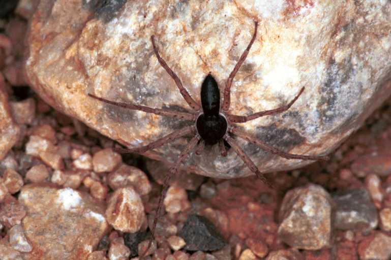 Philodromus_dispar_F1144_Z_82_Vingrau_Frankrijk.jpg
