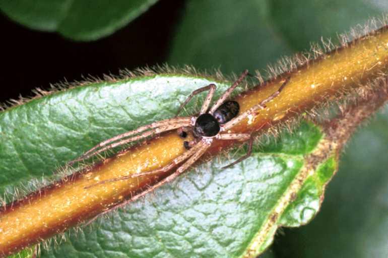 Philodromus_dispar_F1165_Z_85_Brousses-et-Villaret_Frankrijk.jpg