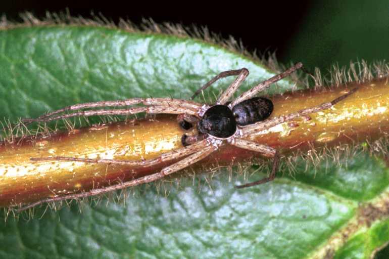 Philodromus_dispar_F1166_Z_89_Brousses-et-Villaret_Frankrijk.jpg