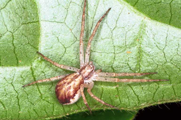 Philodromus_dispar_F1296_Z_78_Laprade_Frankrijk.jpg