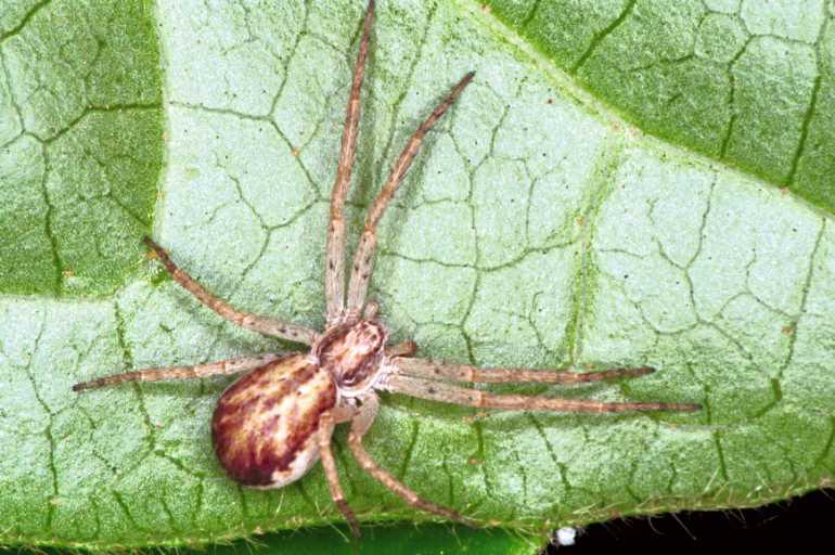 Philodromus_dispar_F1297_Z_78_Laprade_Frankrijk.jpg