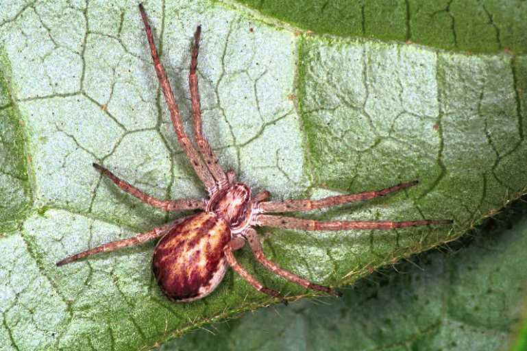 Philodromus_dispar_F1299_Z_87_Laprade_Frankrijk.jpg