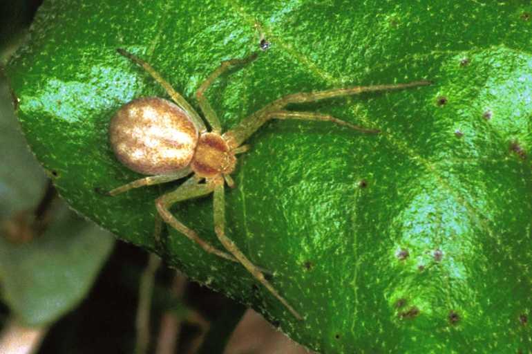 Philodromus_dispar_F1414_Z_76_Soube_Frankrijk.jpg