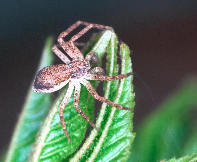Philodromus_dispar_F2083_Z_82_Badhoevedorp_Nederland.jpg