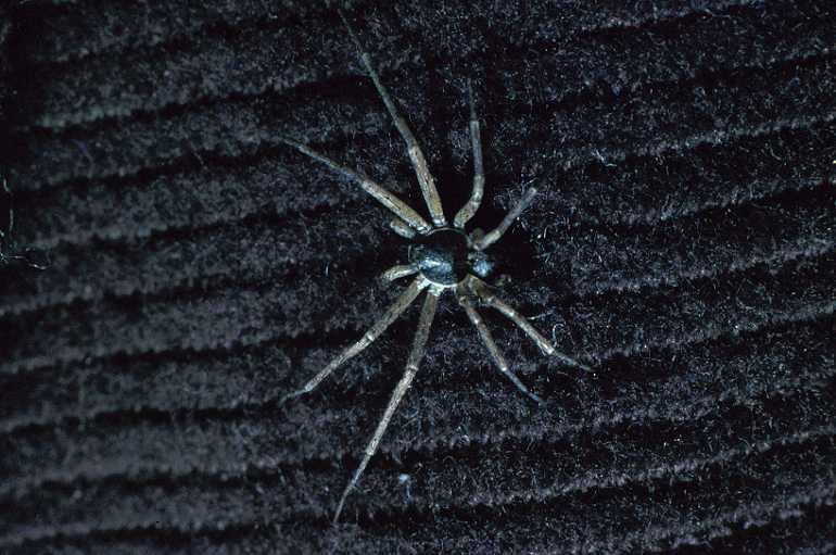 Philodromus_dispar_P0097_Z_75_Veenendaal_Nederland.jpg