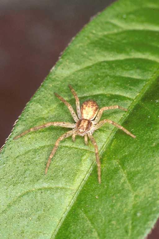 Philodromus_dispar_P0141_Z_85_Badhoevedorp_Nederland.jpg