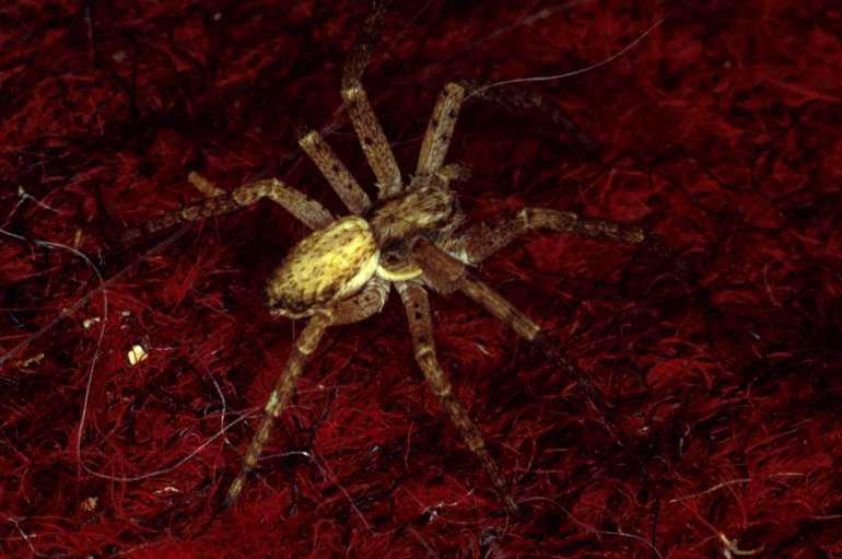 Philodromus_dispar_P0366_O_82_Badhoevedorp_Nederland.jpg