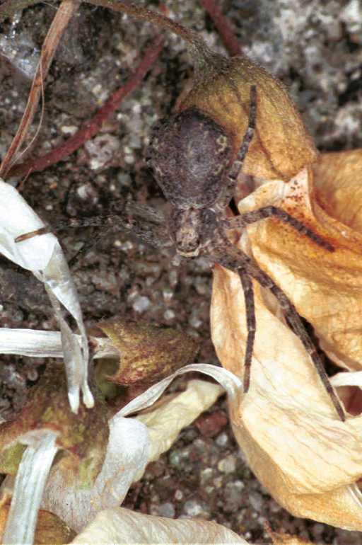 Philodromus_emarginatus_F1329_O_75_Brousses-et-Villaret_Frankrijk.jpg