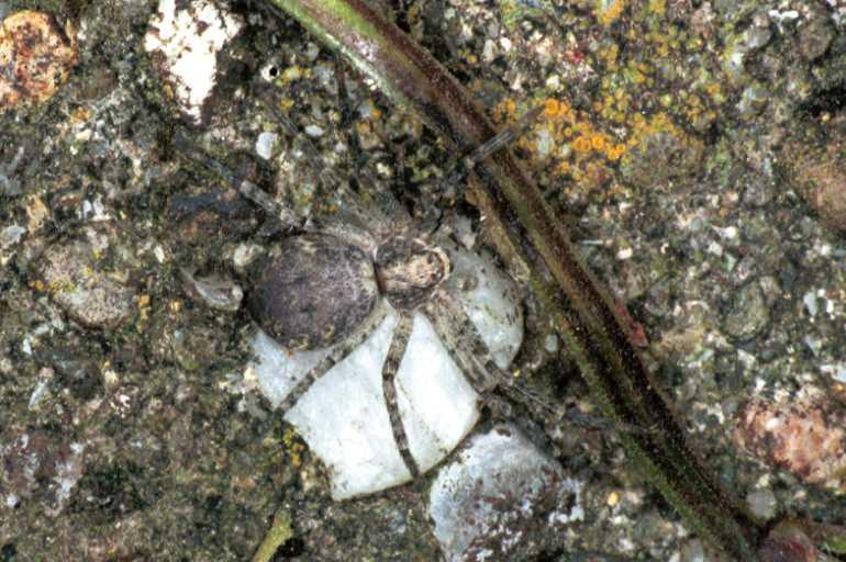 Philodromus_emarginatus_F1331_Z_81_Brousses-et-Villaret_Frankrijk.jpg