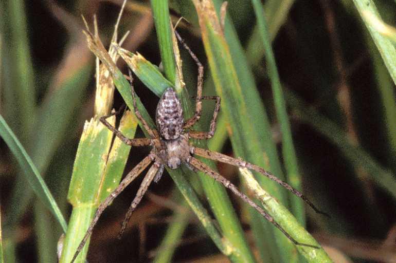 Philodromus_emarginatus_P0576_Z_82_-_Frankrijk.jpg