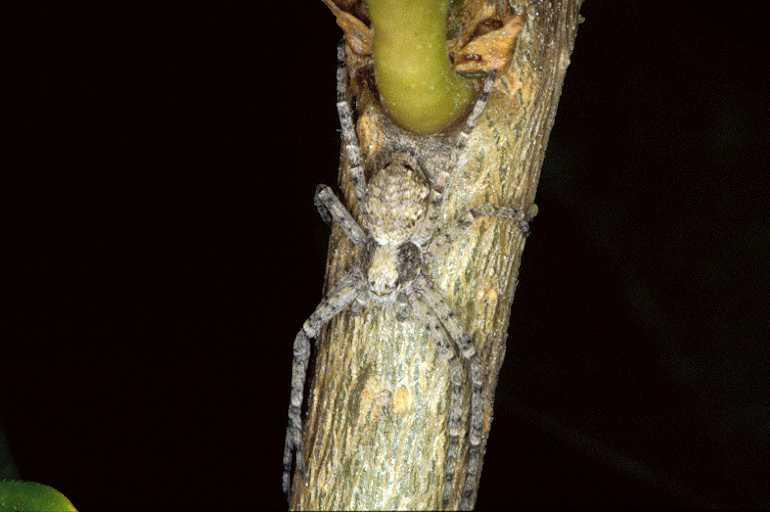 Philodromus_emarginatus_P0581_Z_85_-_Frankrijk.jpg