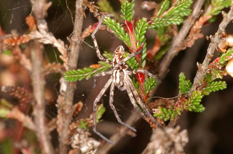 Philodromus_histrio_D5877_Z_88_Badhoevedorp_Nederland.jpg