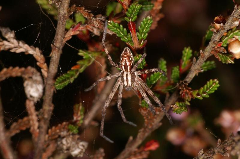 Philodromus_histrio_D5878_Z_90_Badhoevedorp_Nederland.jpg