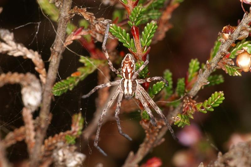 Philodromus_histrio_D5879_Z_90_Badhoevedorp_Nederland.jpg