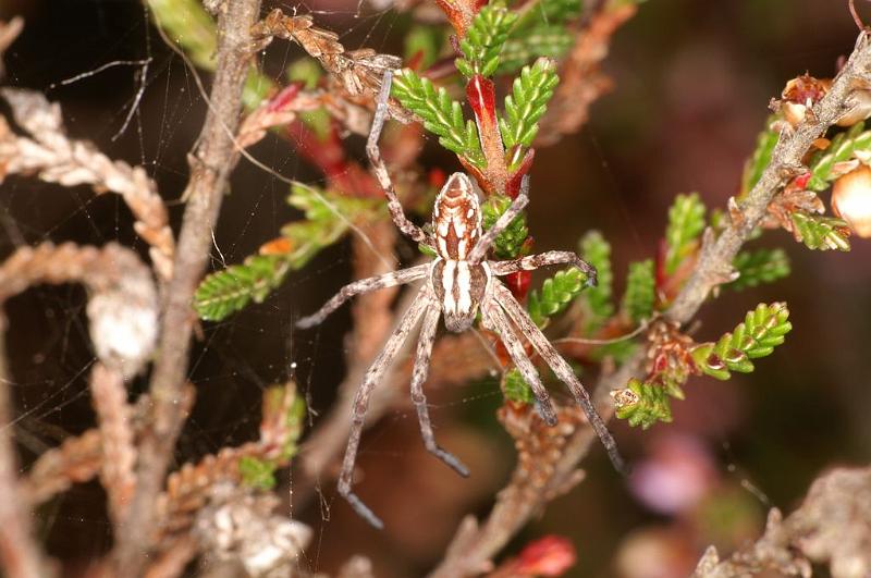 Philodromus_histrio_D5880_Z_89_Badhoevedorp_Nederland.jpg