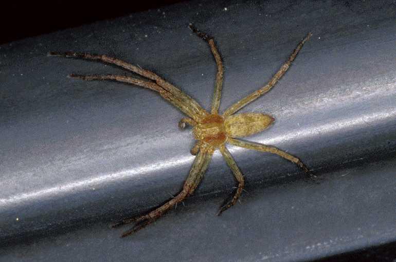 Philodromus_rufus_P0588_Z_90_-_Frankrijk.jpg