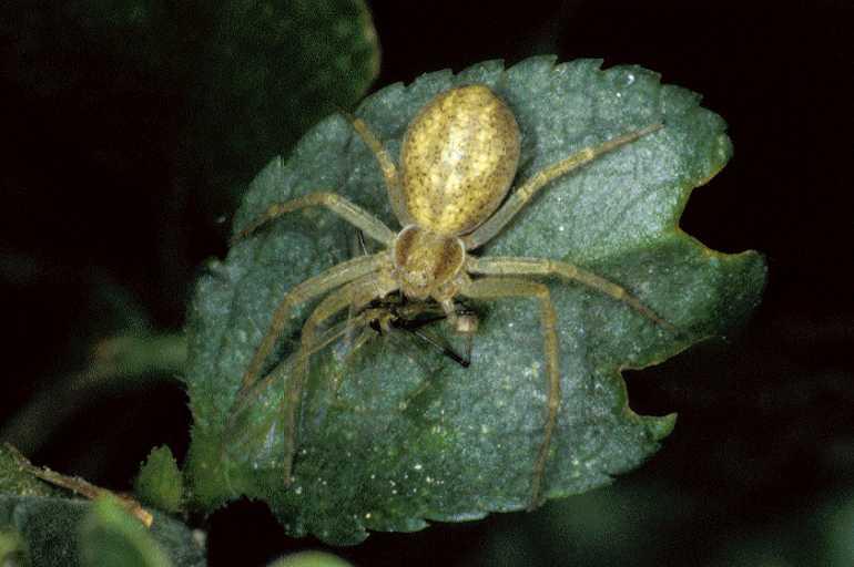 Philodromus_rufus_P0595_Z_90_Guilermie_Frankrijk.jpg