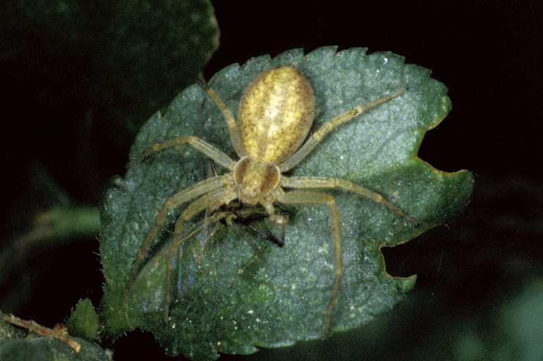 Philodromus_rufus_P0596_Z_75_Guilermie_Frankrijk.jpg