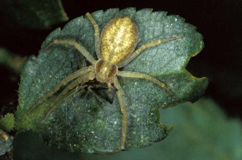 Philodromus_rufus_P0597_Z_90_Guilermie_Frankrijk.jpg