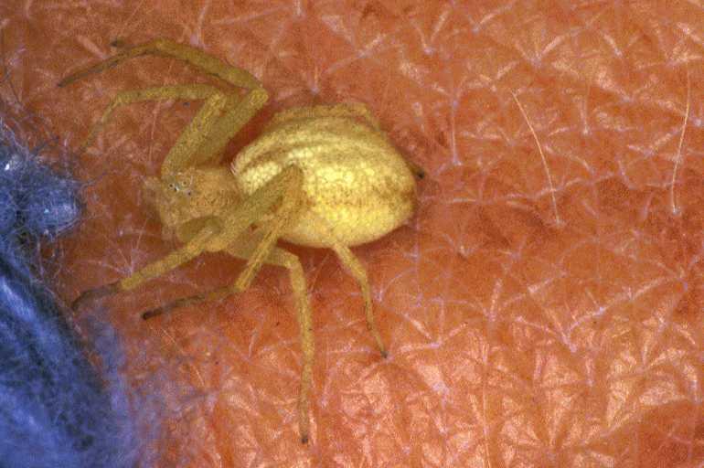 Philodromus_rufus_P0598_Z_90_Soube_Frankrijk.jpg