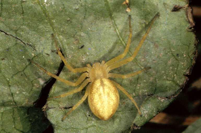 Philodromus_rufus_P0600_Z_90_Soube_Frankrijk.jpg