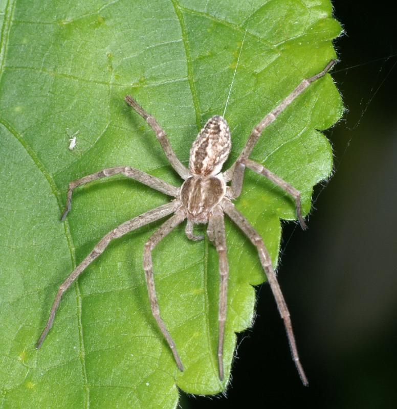 Thanatus_arenarius_D2831_Z_85_Badhoevedorp_Nederland.jpg