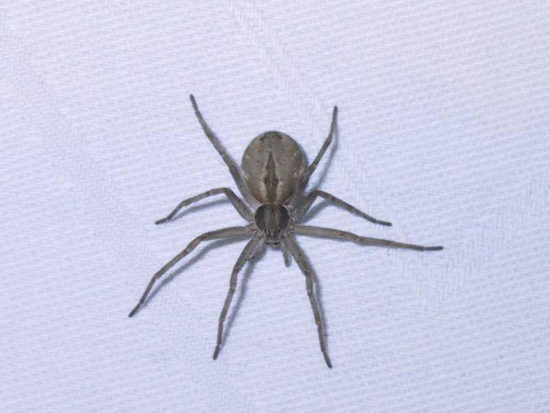 Thanatus_formicinus_F1685_Z_75_-_Frankrijk.jpg