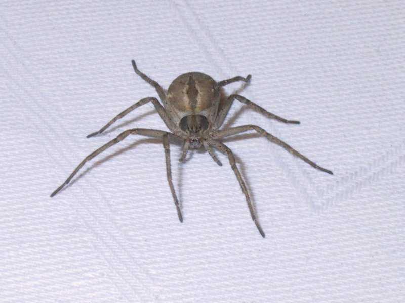 Thanatus_formicinus_F1686_Z_75_-_Frankrijk.jpg