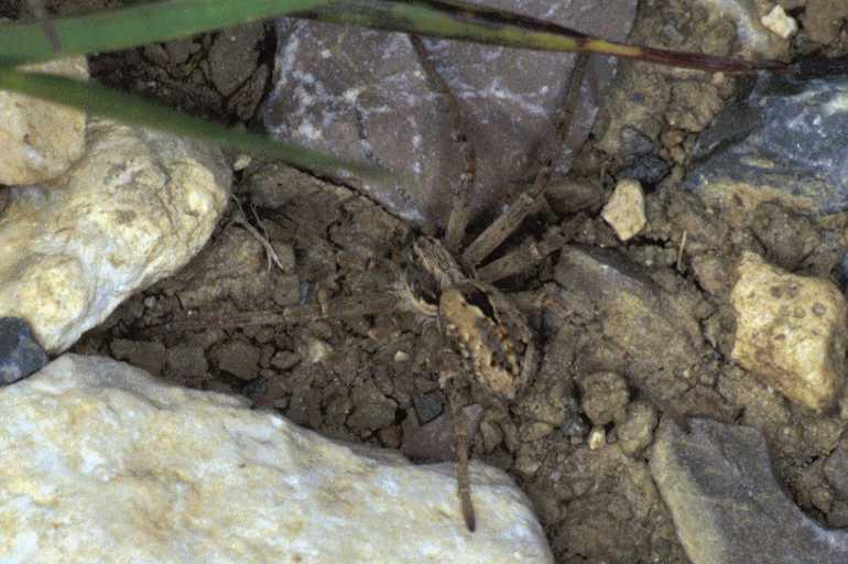 Thanatus_formicinus_P0787_O_90_-_Frankrijk.jpg