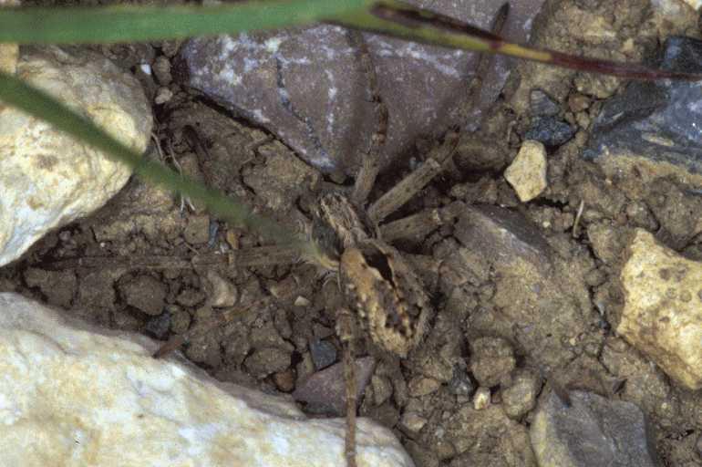 Thanatus_formicinus_P0788_Z_88_-_Frankrijk.jpg