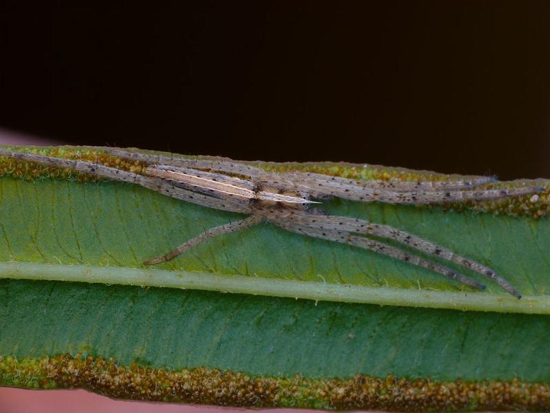 Tibellus_ZZ501_D6509_Z_89_Brisbane_Australie.jpg