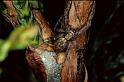 Philodromus_ZZ007_P0549_Z_75_Guilermie_Frankrijk