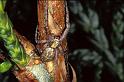 Philodromus_ZZ007_P0550_Z_90_Guilermie_Frankrijk