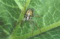 Philodromus_ZZ008_P0165_Z_85_-_Frankrijk