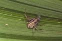 Philodromus_ZZ014_F0020_O_85_-_Frankrijk
