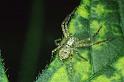 Philodromus_ZZ015_P0362_Z_90_Waterleidingduinen_Nederland